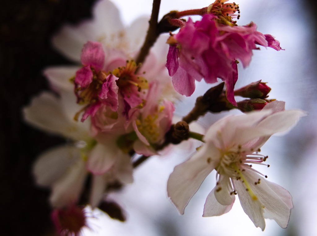 十月桜