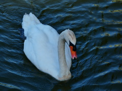 Cisne