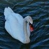 Cisne