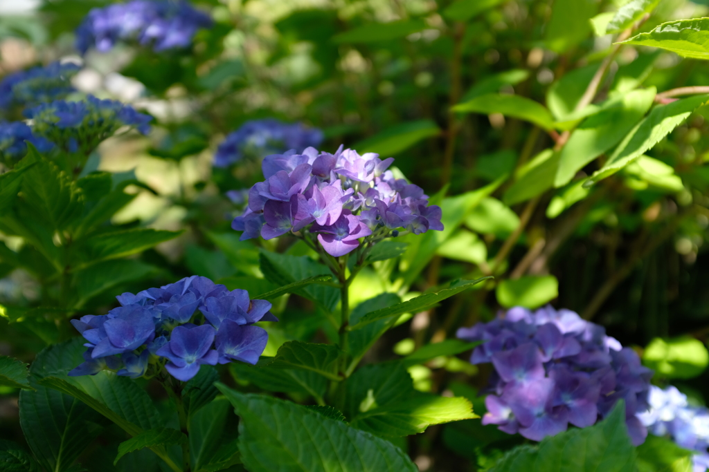 アジサイ