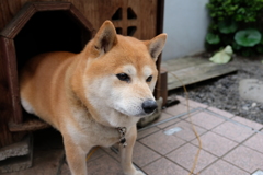 柴犬9歳