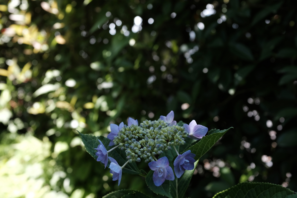 額紫陽花