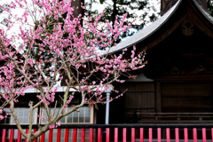 春が来た