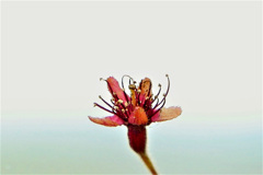 桜！