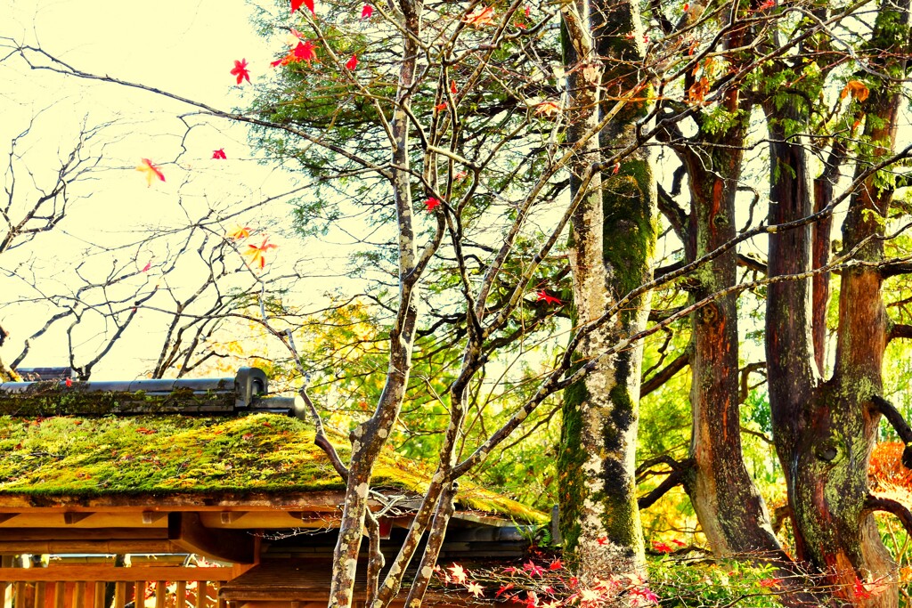 名残の紅葉。。