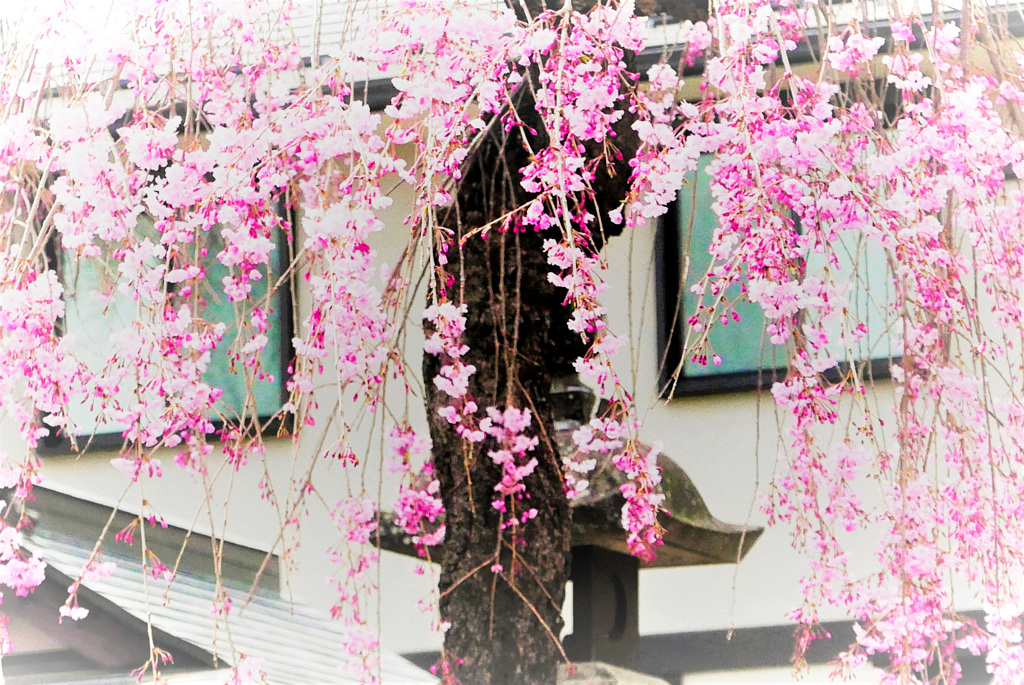 春色。