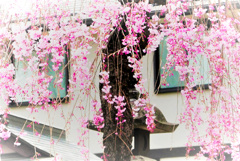 春色。