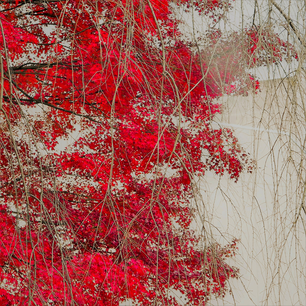 曇天の紅