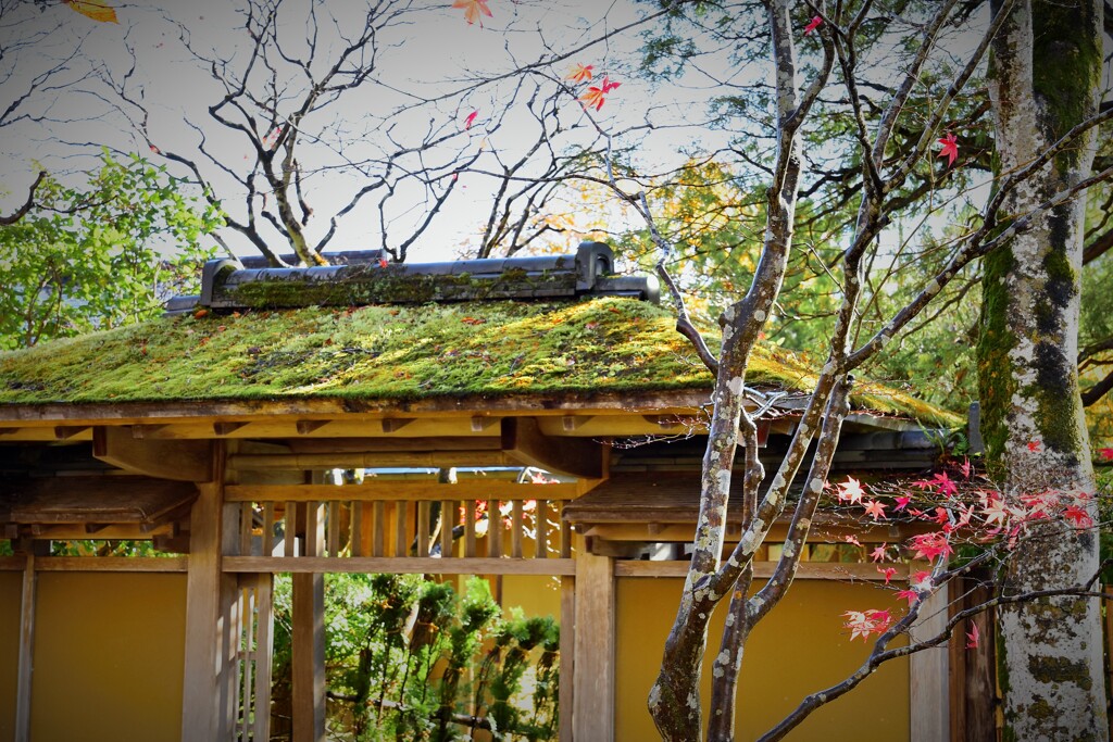 風情