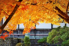 黄色の葉っぱ