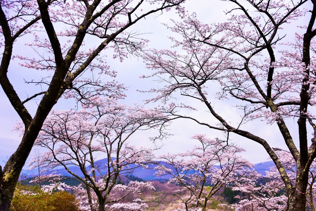 曇天の桜