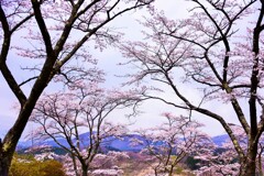 曇天の桜