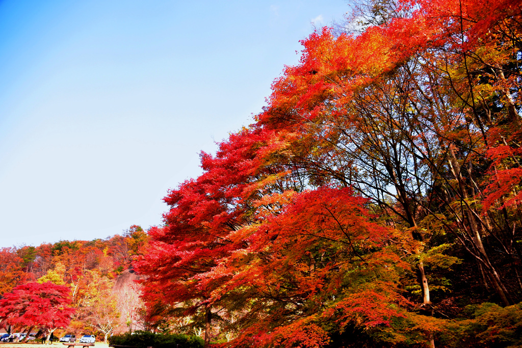 紅