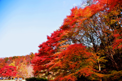 紅