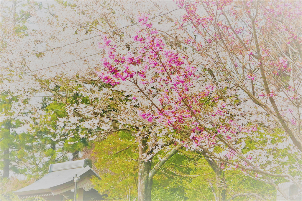 柔らかな陽ざし