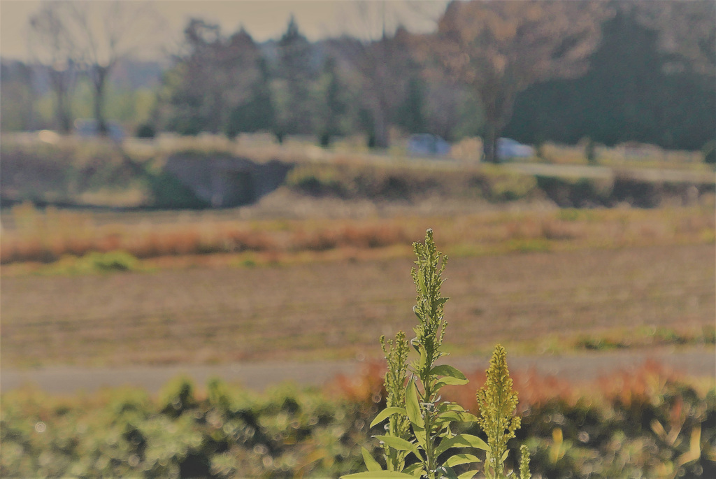 そこら辺の田舎の風景