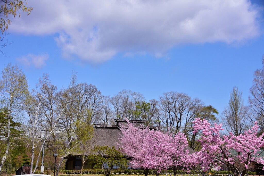 桜日和