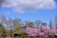 桜日和