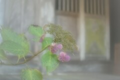 雨上がり