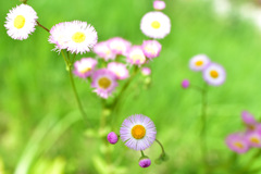 野の花