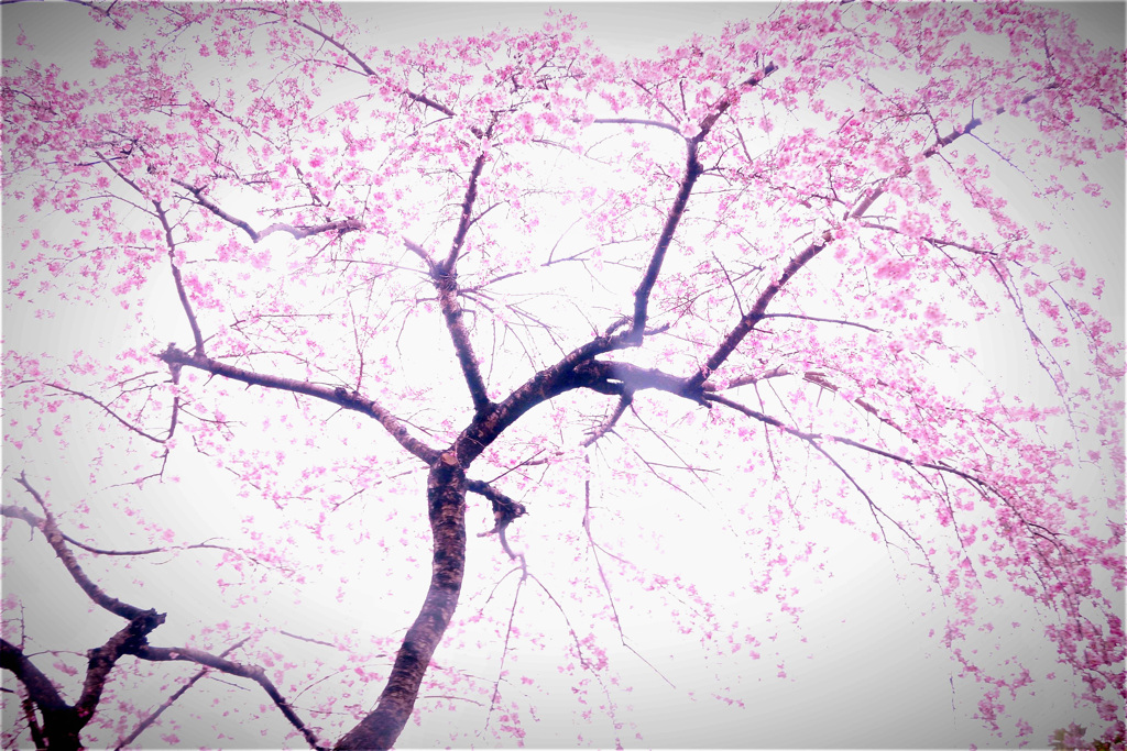 桜咲く！