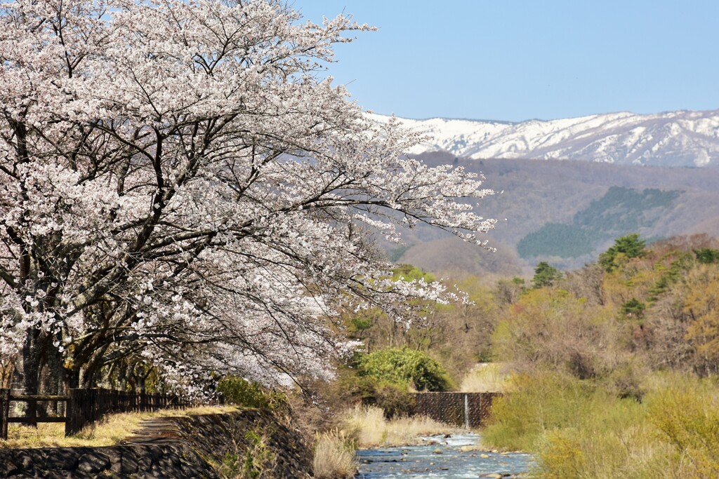 桜景色。