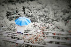 日傘の陽気