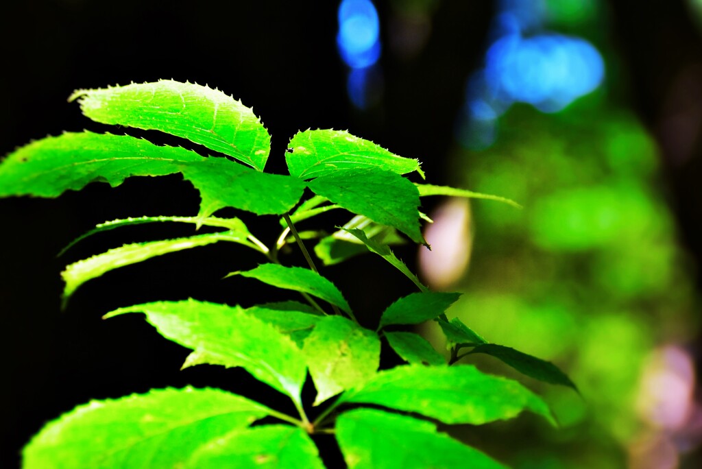 そこら辺の葉っぱ