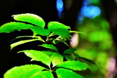 そこら辺の葉っぱ