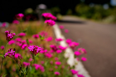 田舎道