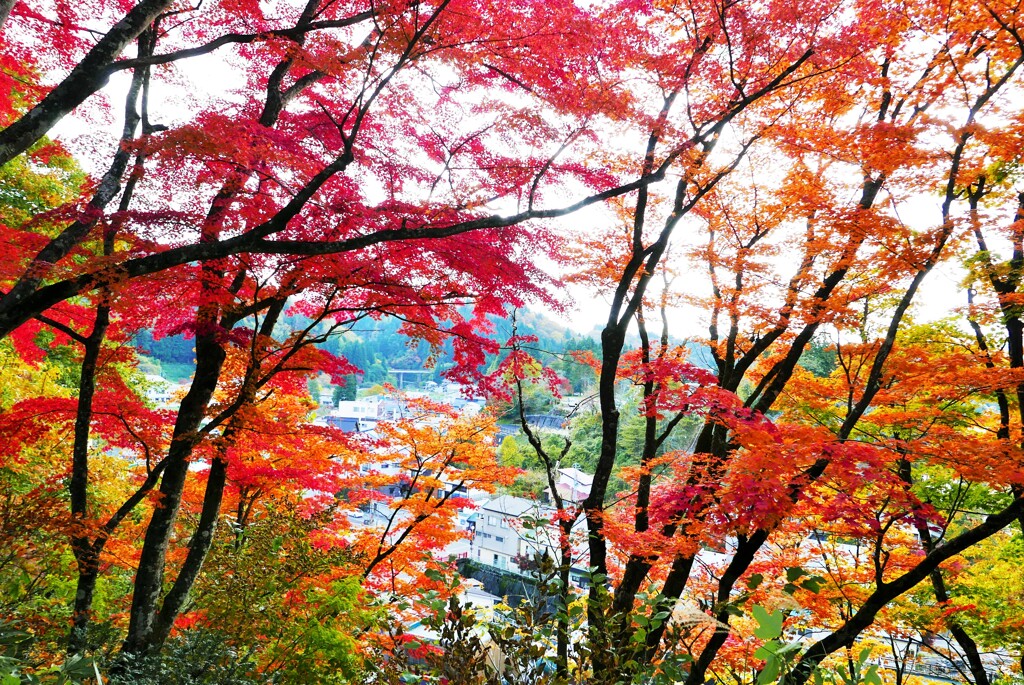 紅葉の眺め