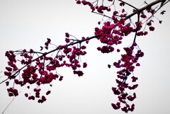曇天