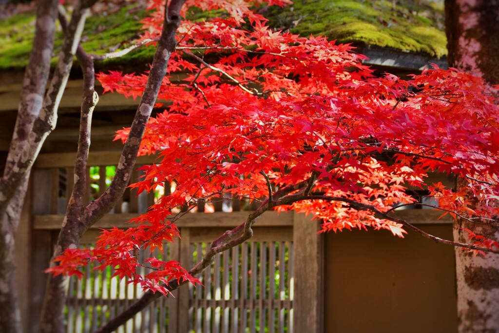 紅い葉っぱ
