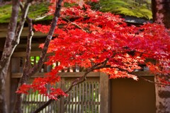 紅い葉っぱ