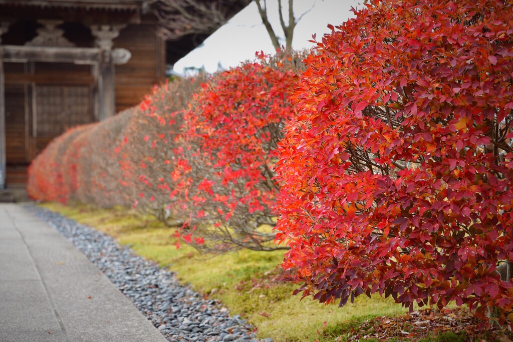 そこら辺の寺