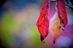 紅い葉