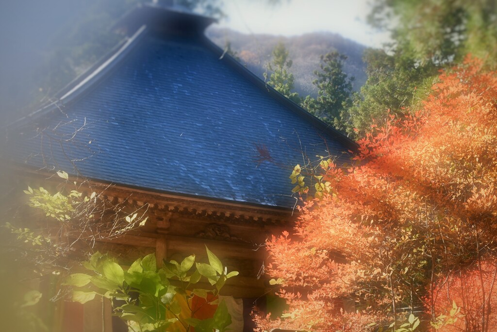 陽ざし