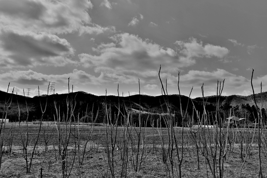 芽吹きはまだまだ