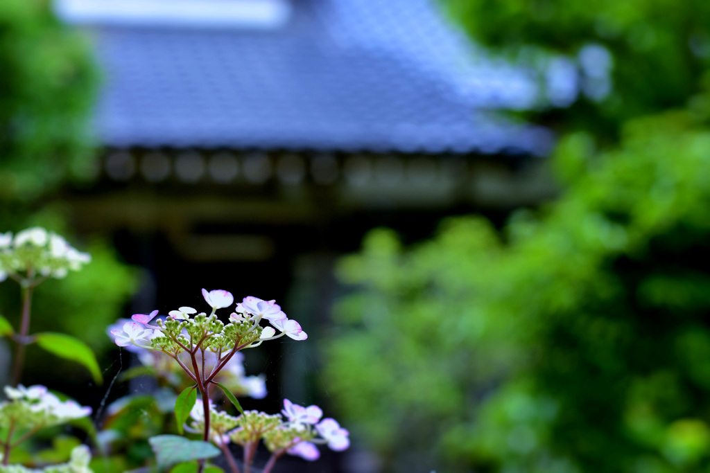 そこら辺の寺。。