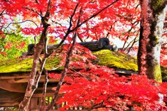 紅い葉っぱ