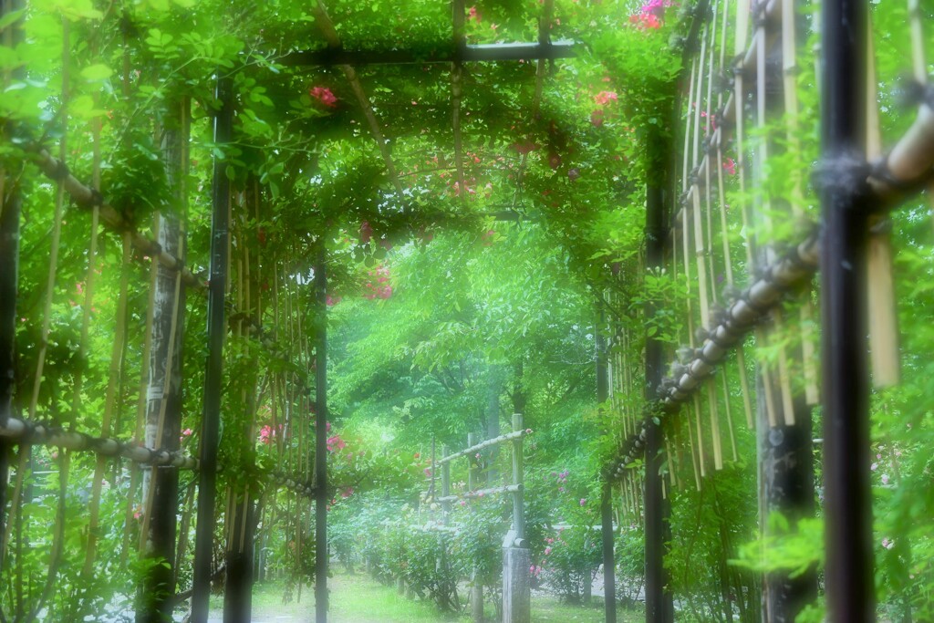さわやか緑
