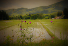 田んぼの風景