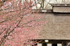 曇天の桜
