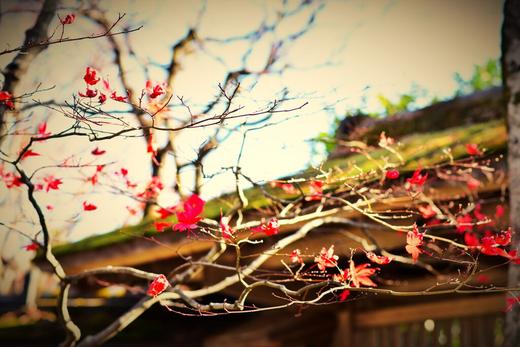 名残の紅葉。