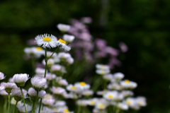 野の花！