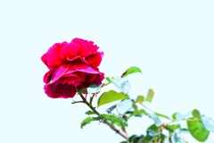 見たまんま