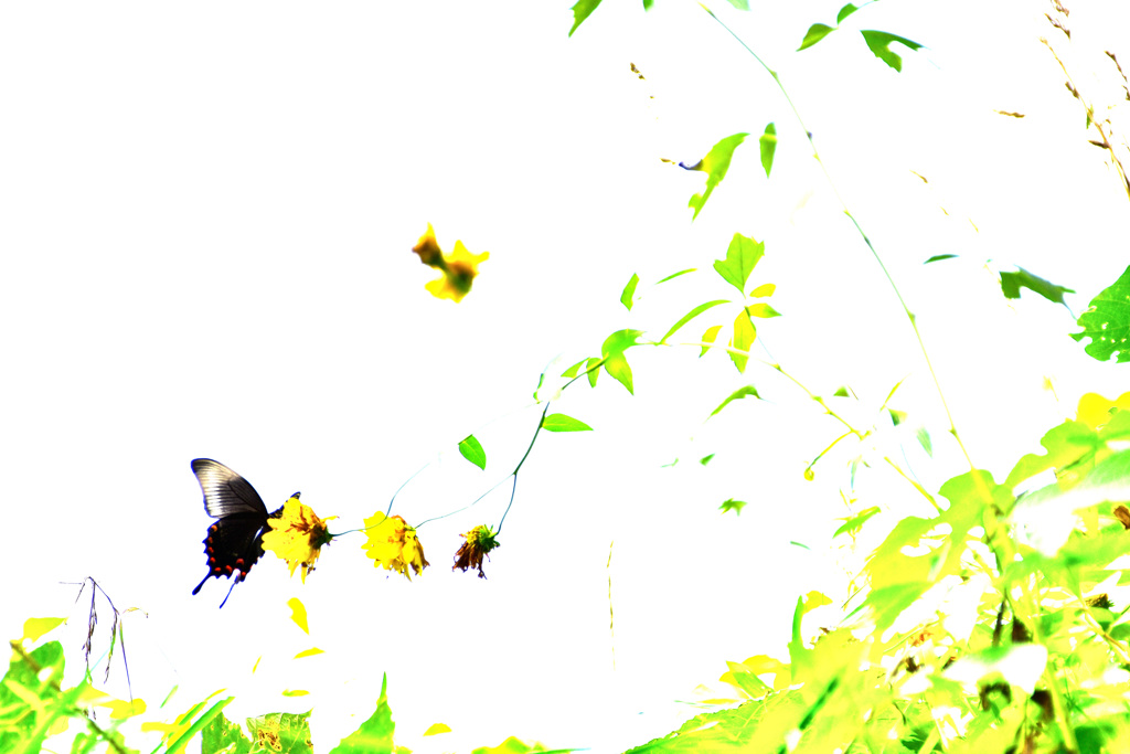 花と蝶