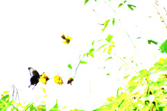 花と蝶