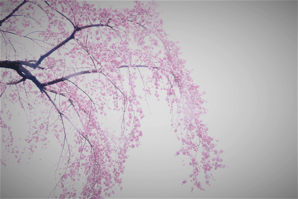 桜咲く