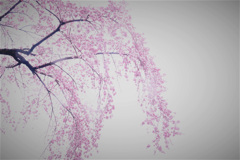 桜咲く